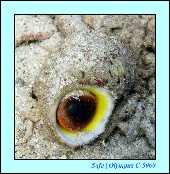 2006 - 07 - Perhentian - Plongee 189